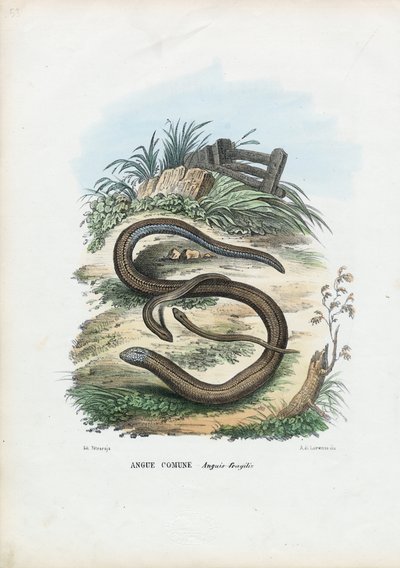 Slow Worm, 1863-79 by Raimundo Petraroja